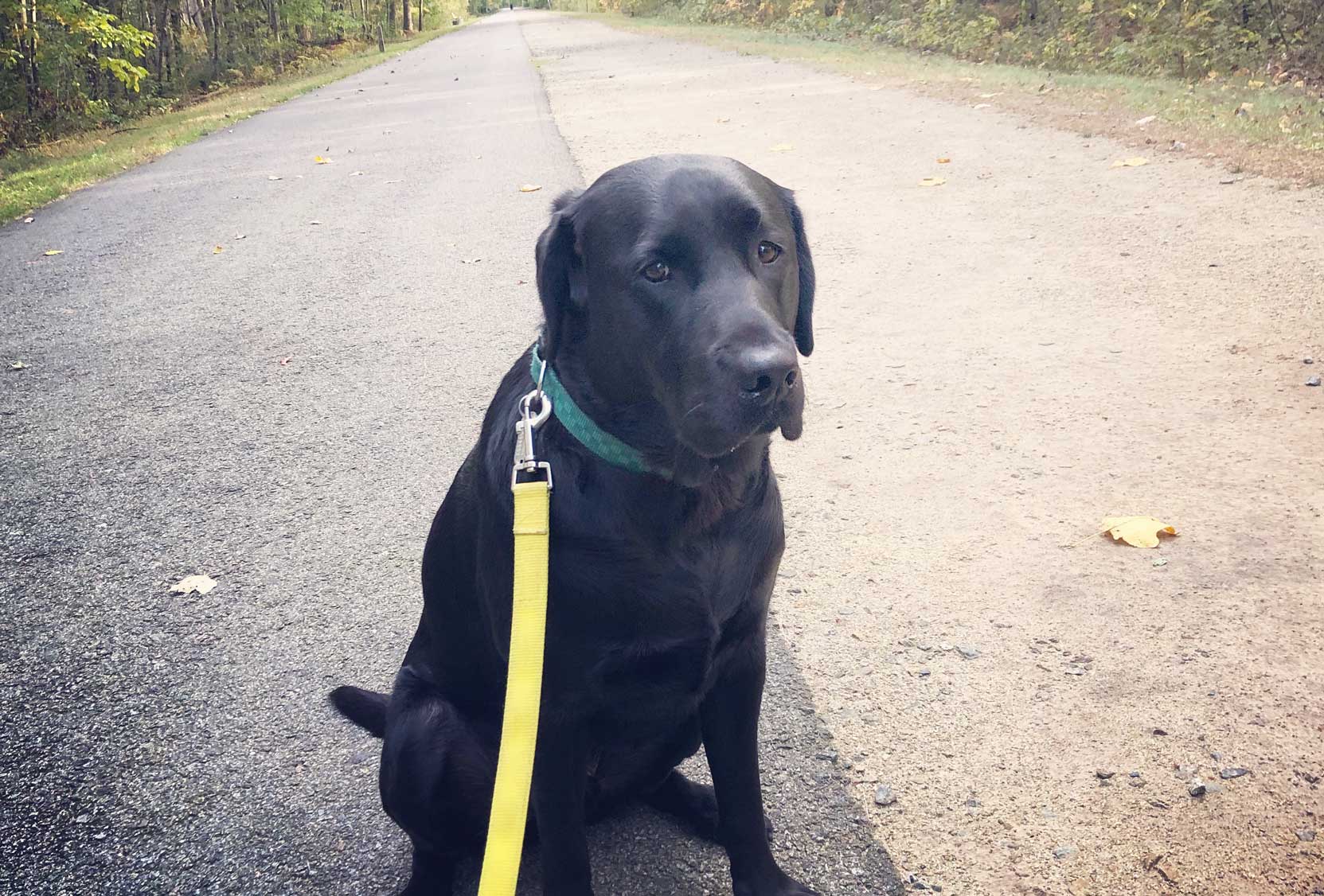 Elvis enjoying a weekend walk!
